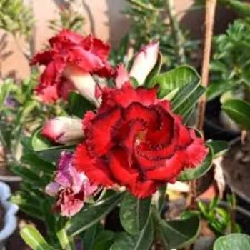 Red Adenium Plant 1a-adenium plant-831499-74608.webp